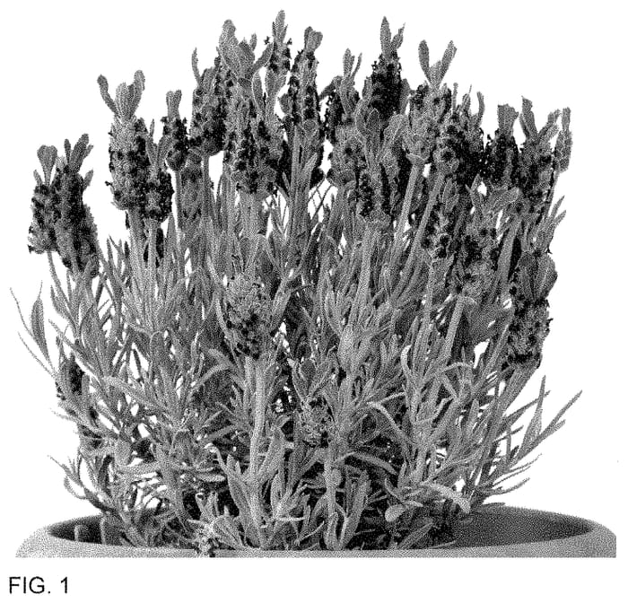 Figure 1 of US plant patent PP35500, the photograph of Silver Dark Anouk printed in the patent.
