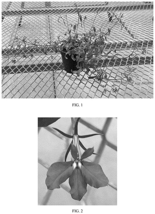 Figure 1 of US plant patent PP35501, the photograph of Balwatarlu printed in the patent.