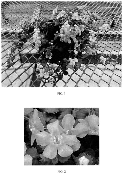 Figure 1 of US plant patent PP35503, the photograph of Balmecpim24 printed in the patent.