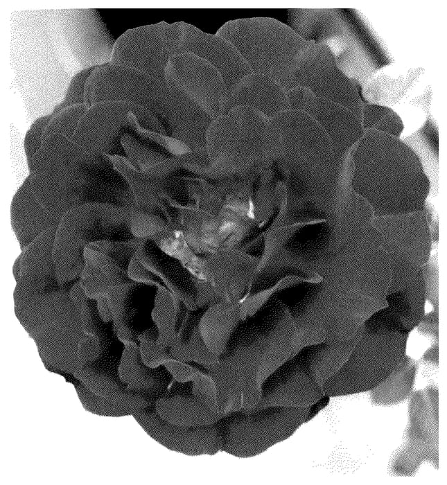 Figure 1 of US plant patent PP35504, the photograph of ALTchilli printed in the patent.