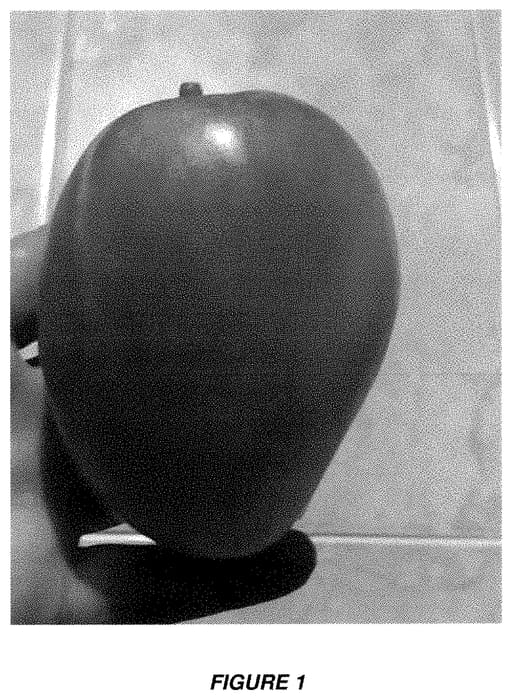Figure 1 of US plant patent PP35505, the photograph of Kankun printed in the patent.