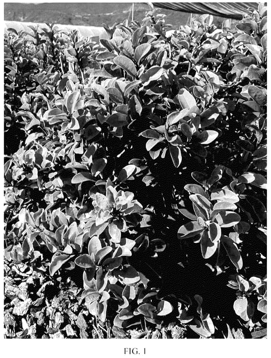 Figure 1 of US plant patent PP35506, the photograph of HYB01 printed in the patent.