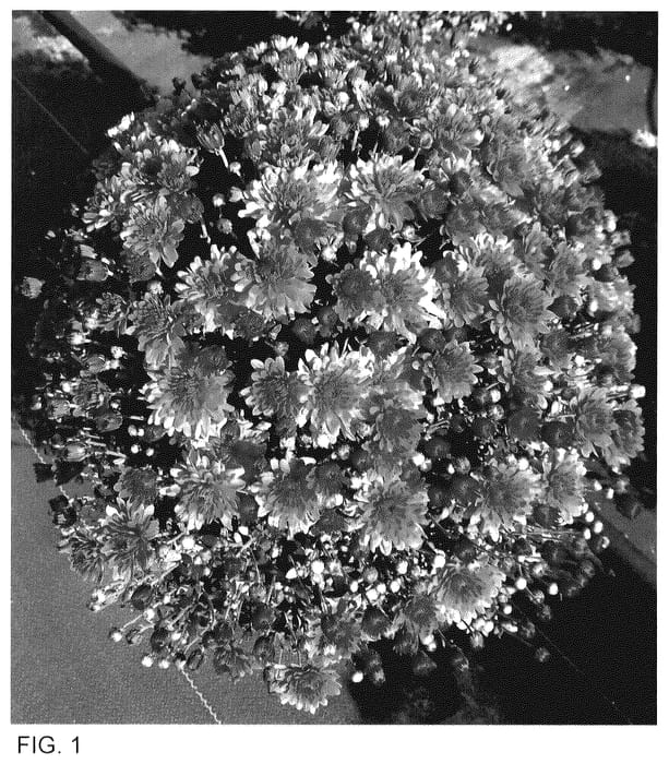 Figure 1 of US plant patent PP35507, the photograph of Zanmutribe Dapi printed in the patent.