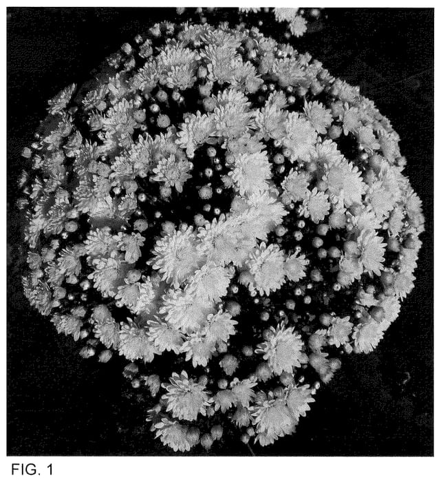 Figure 1 of US plant patent PP35508, the photograph of Zanmutribe Yellow printed in the patent.