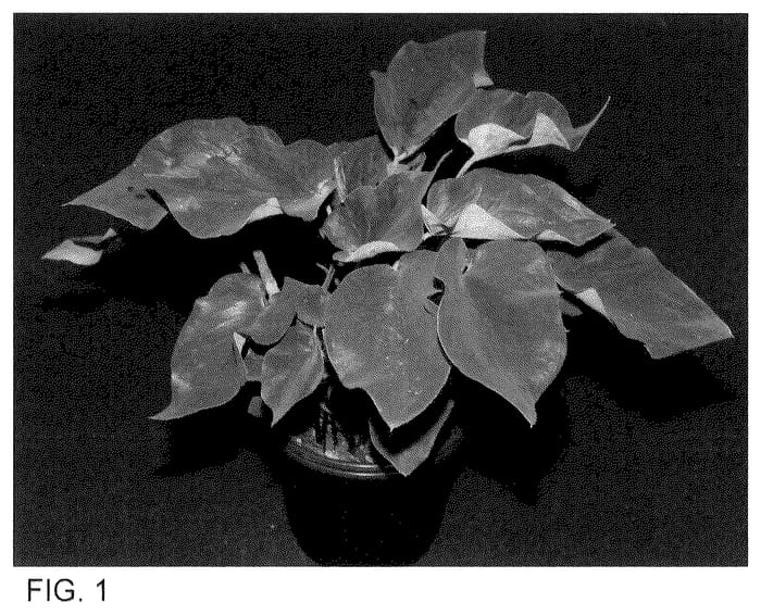 Figure 1 of US plant patent PP35509, the photograph of THAI STR OF17-1082 printed in the patent.