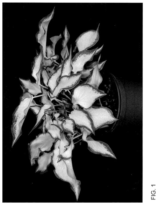 Figure 1 of US plant patent PP35510, the photograph of WON OF14-1288 printed in the patent.
