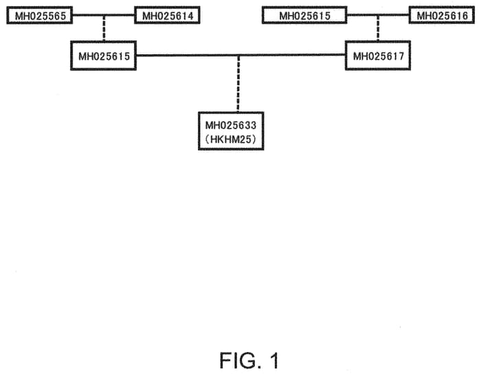 Figure 1 of US plant patent PP35511, the photograph of HKHM25 printed in the patent.