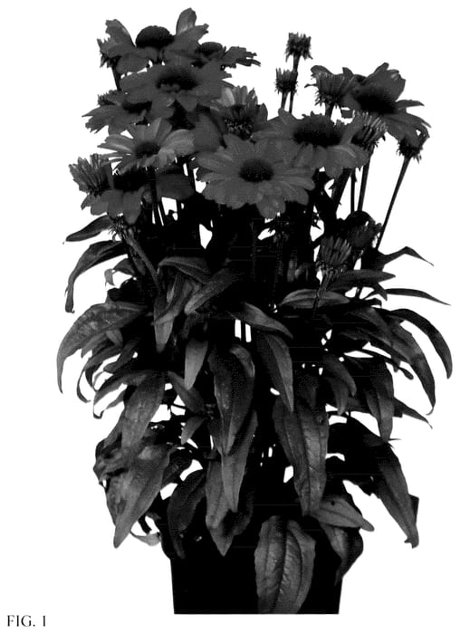 Figure 1 of US plant patent PP35512, the photograph of IFECSSCAR printed in the patent.