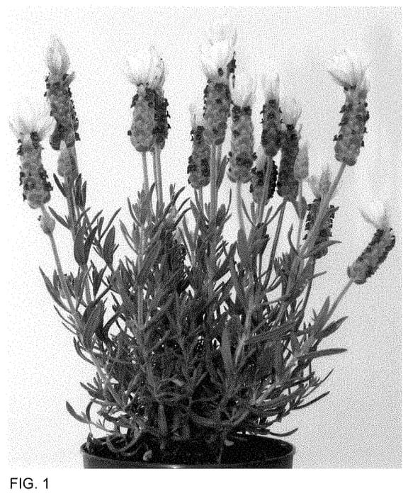 Figure 1 of US plant patent PP35513, the photograph of Anouk Deluxe 1945 printed in the patent.