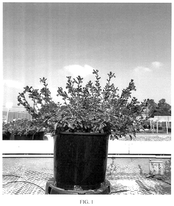 Figure 1 of US plant patent PP35514, the photograph of Ignition Cranberry printed in the patent.