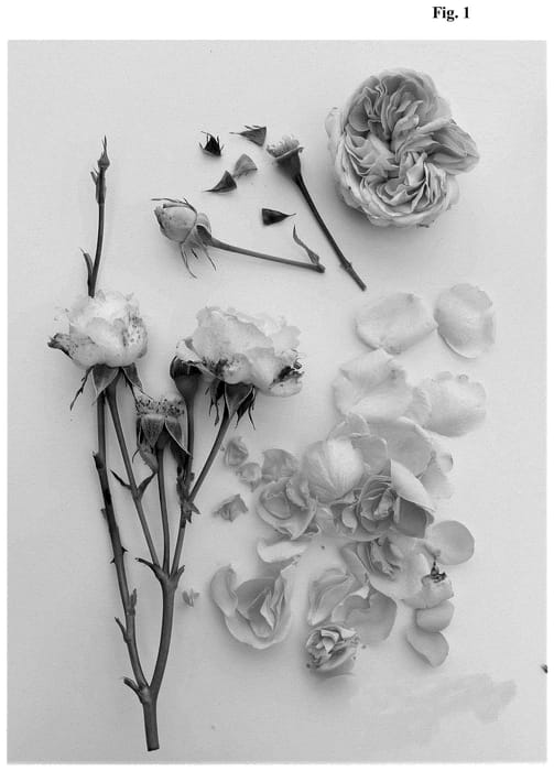 Figure 1 of US plant patent PP35515, the photograph of Poulren036 printed in the patent.