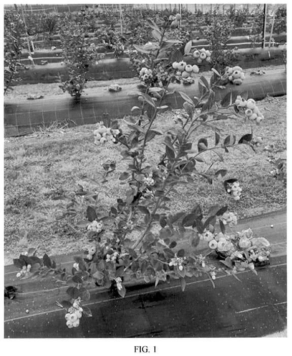 Figure 1 of US plant patent PP35516, the photograph of Ridley 2503 printed in the patent.