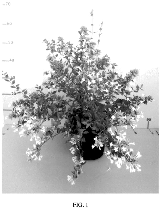 Figure 1 of US plant patent PP35517, the photograph of Minabaut01 printed in the patent.