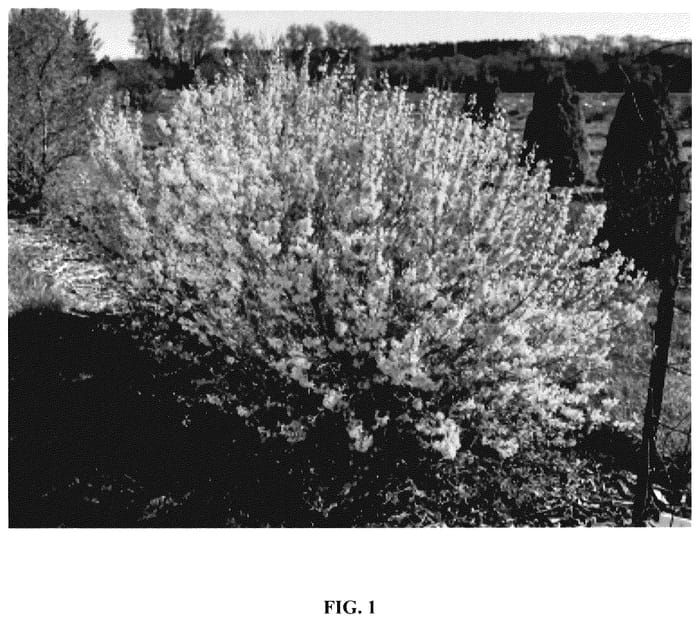 Figure 1 of US plant patent PP35518, the photograph of UMNFOR01 printed in the patent.