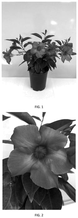 Figure 1 of US plant patent PP35519, the photograph of MANZ0026 printed in the patent.