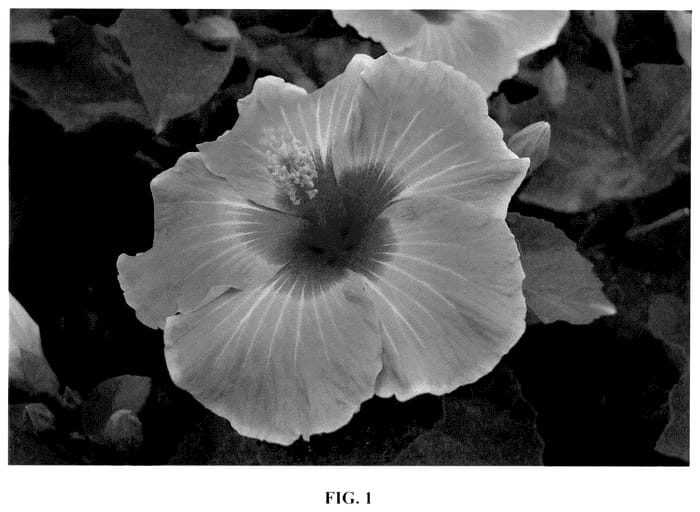 Figure 1 of US plant patent PP35520, the photograph of JBG 19110 printed in the patent.
