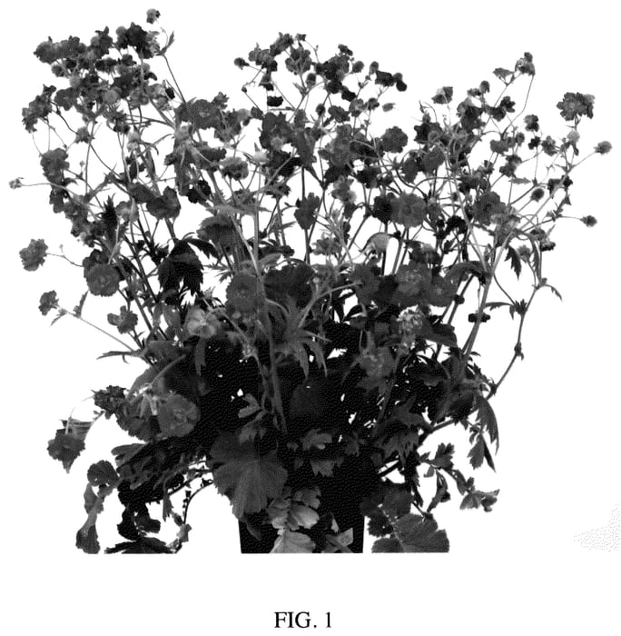 Figure 1 of US plant patent PP35521, the photograph of STOCRGEU printed in the patent.