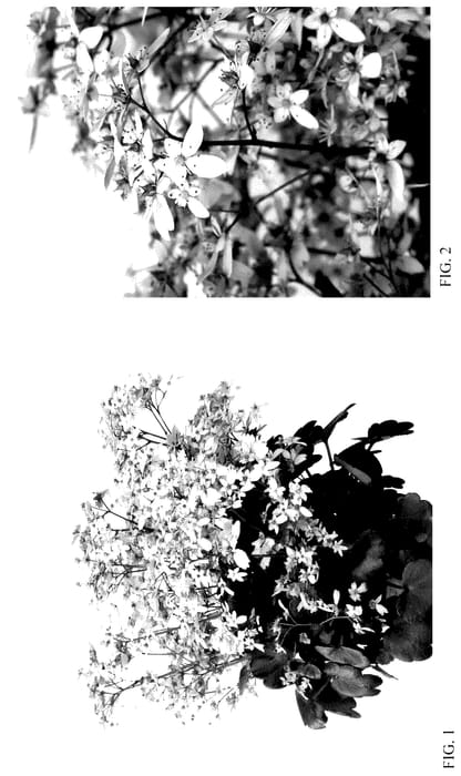Figure 1 of US plant patent PP35522, the photograph of SH 1940 printed in the patent.