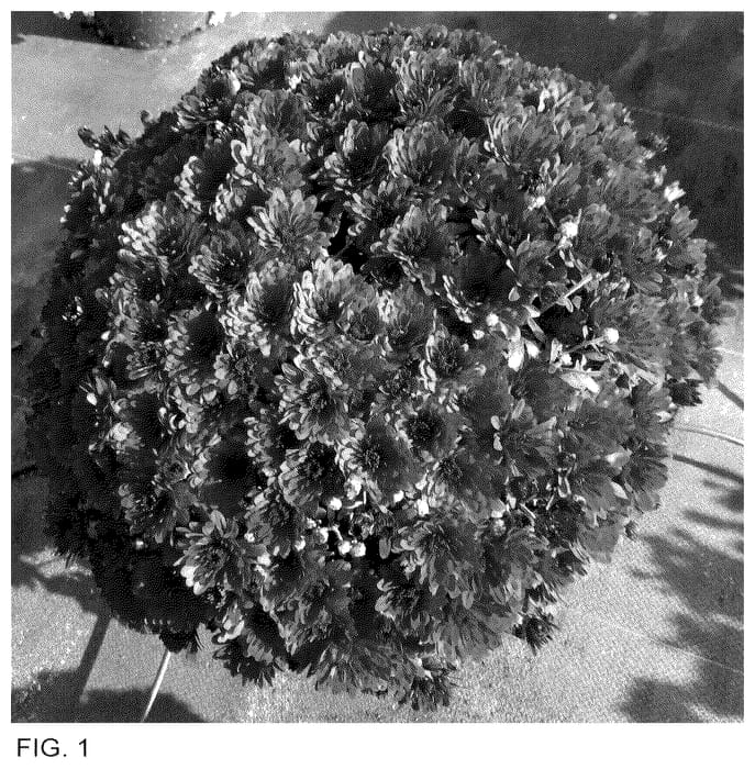 Figure 1 of US plant patent PP35523, the photograph of Zanmuroar printed in the patent.