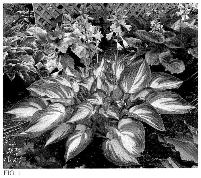 Figure 1 of US plant patent PP35524, the photograph of My Fair Lady printed in the patent.