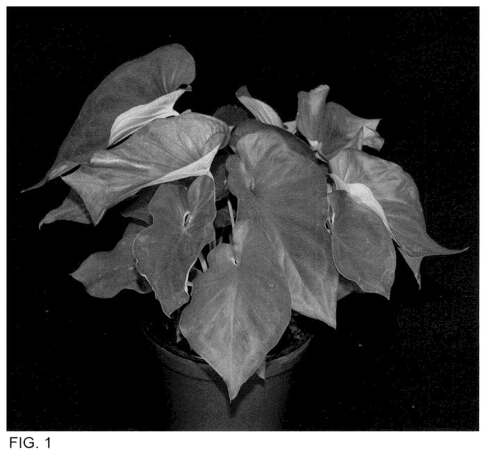 Figure 1 of US plant patent PP35525, the photograph of BRZ STR 013-22173 printed in the patent.