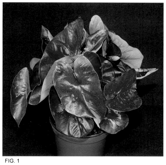 Figure 1 of US plant patent PP35526, the photograph of FRH OF15-107 printed in the patent.