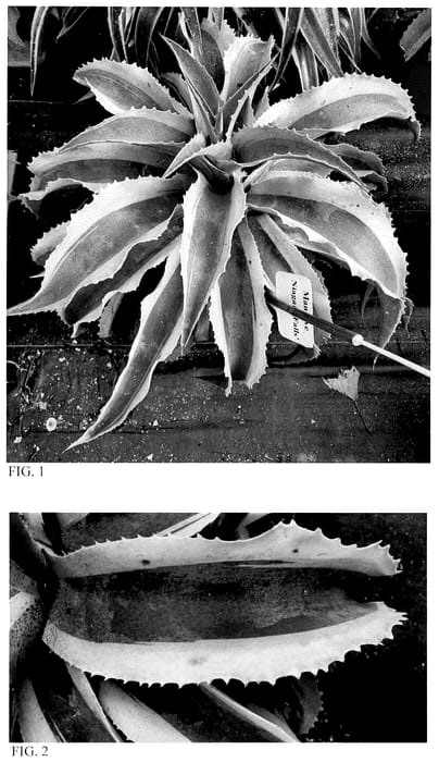 Figure 1 of US plant patent PP35527, the photograph of Niagara Falls printed in the patent.