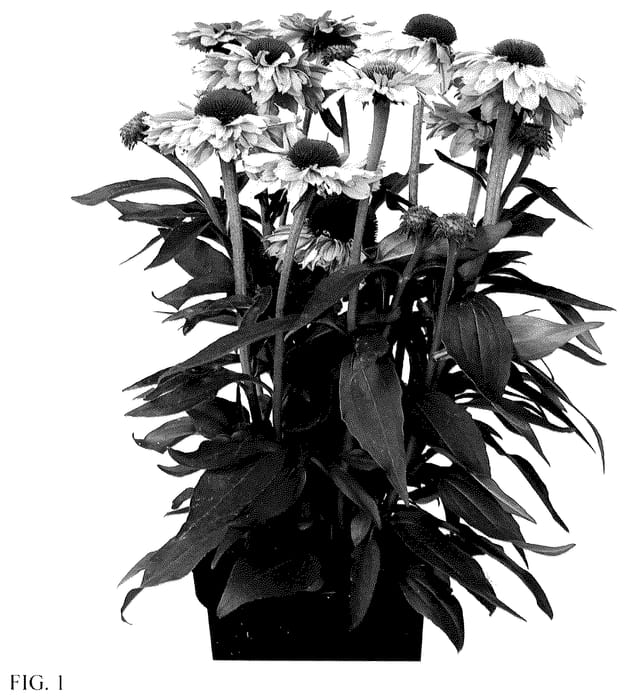 Figure 1 of US plant patent PP35528, the photograph of IFECSSBLUS printed in the patent.