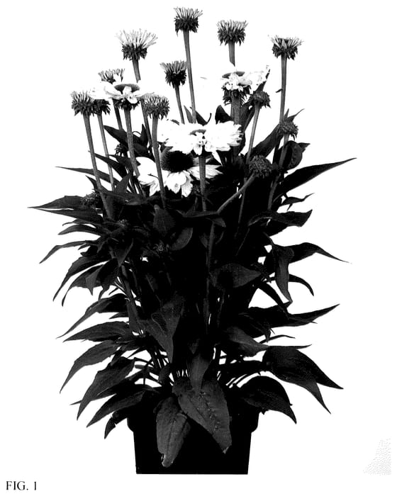 Figure 1 of US plant patent PP35529, the photograph of IFECSSWHIB printed in the patent.