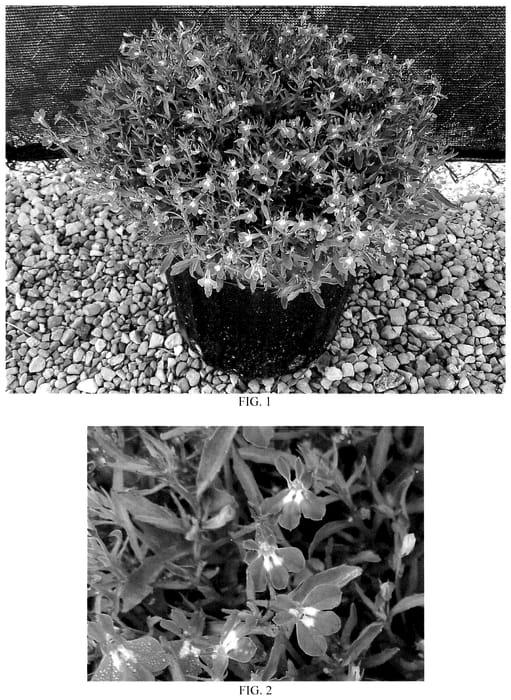 Figure 1 of US plant patent PP35531, the photograph of Balspringskl printed in the patent.