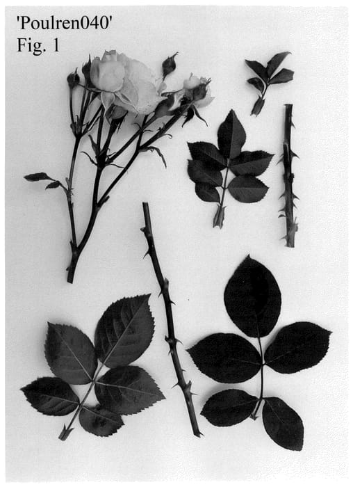 Figure 1 of US plant patent PP35532, the photograph of Poulren040 printed in the patent.