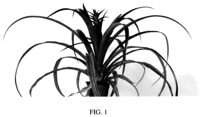 Figure 1 of US plant patent PP35533, the photograph of Mila printed in the patent.
