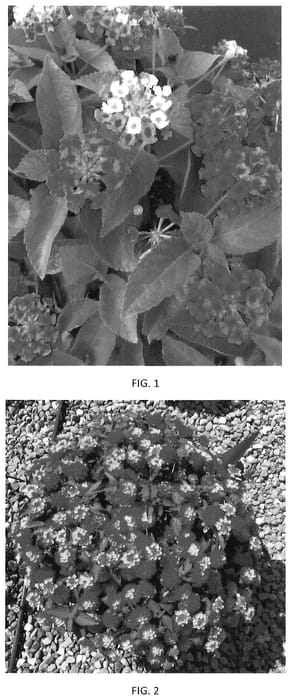 Figure 1 of US plant patent PP35534, the photograph of LANZ0044 printed in the patent.