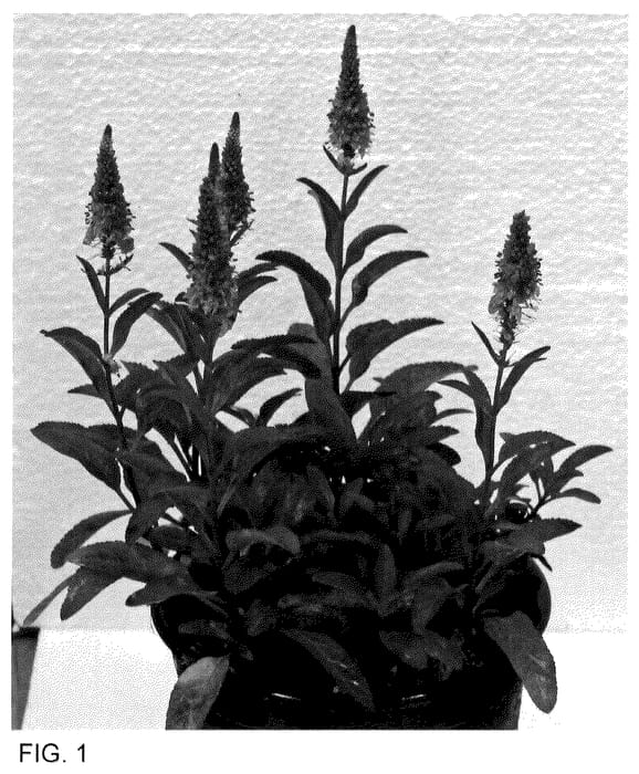 Figure 1 of US plant patent PP35535, the photograph of Dovercanhopi printed in the patent.