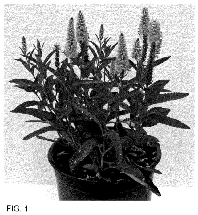Figure 1 of US plant patent PP35536, the photograph of Dovercanpin printed in the patent.
