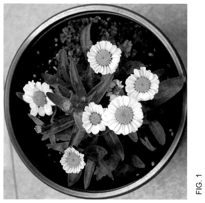 Figure 1 of US plant patent PP35537, the photograph of Doleuswedaishe printed in the patent.