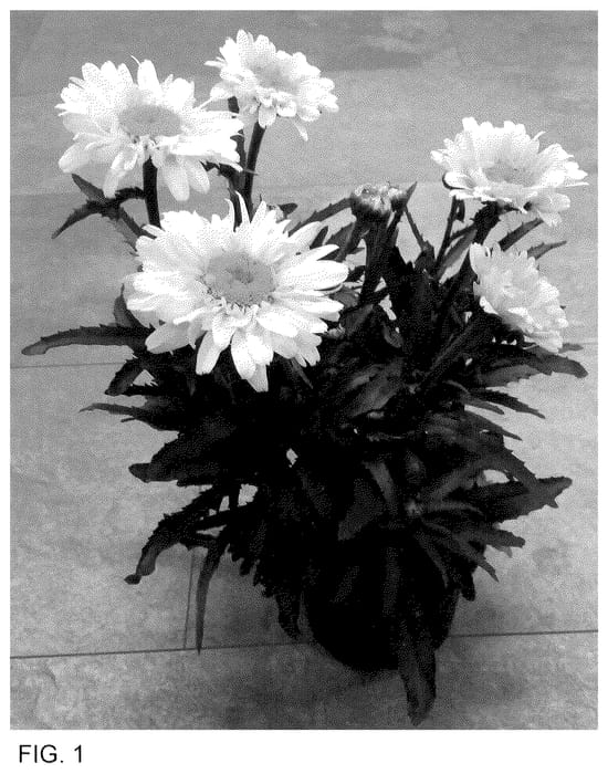 Figure 1 of US plant patent PP35538, the photograph of Doleuswedaiza printed in the patent.