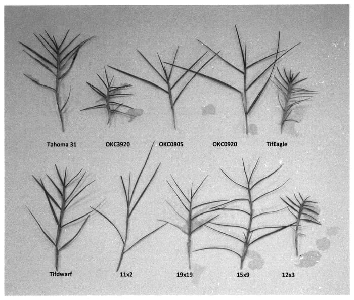 Figure 1 of US plant patent PP35539, the photograph of OKC3920 printed in the patent.