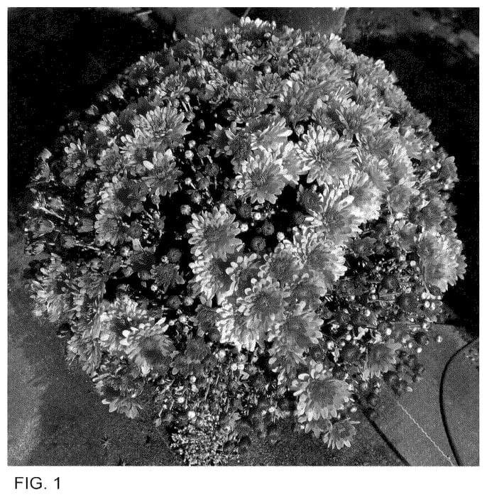 Figure 1 of US plant patent PP35540, the photograph of Zanmutribe Orange printed in the patent.