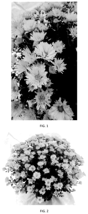 Figure 1 of US plant patent PP35541, the photograph of CIFZ0099 printed in the patent.