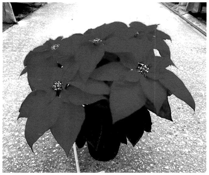 Figure 1 of US plant patent PP35542, the photograph of NPCW22279 printed in the patent.
