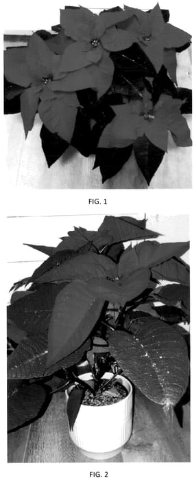 Figure 1 of US plant patent PP35543, the photograph of EURZ0027 printed in the patent.