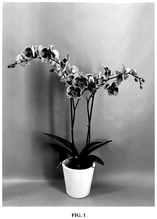 Figure 1 of US plant patent PP35544, the photograph of PHA988874 printed in the patent.