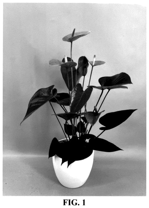 Figure 1 of US plant patent PP35545, the photograph of AN2429660 printed in the patent.