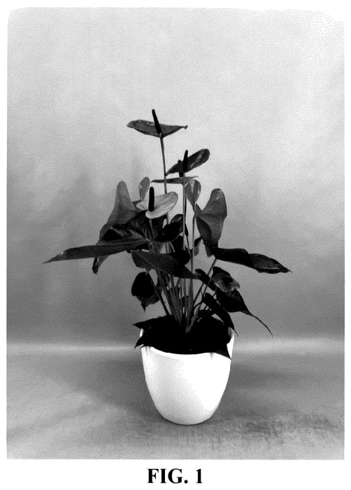 Figure 1 of US plant patent PP35546, the photograph of AN2891370 printed in the patent.
