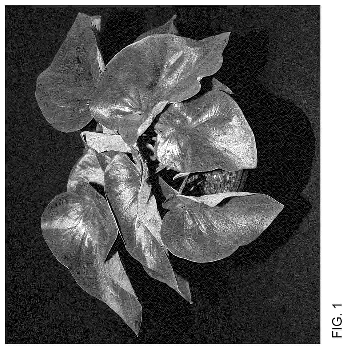 Figure 1 of US plant patent PP35547, the photograph of THAI RD OF14-1145 printed in the patent.