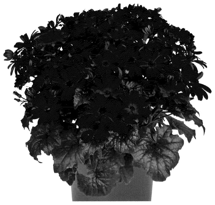 Figure 1 of US plant patent PP35549, the photograph of Domaplurobl printed in the patent.