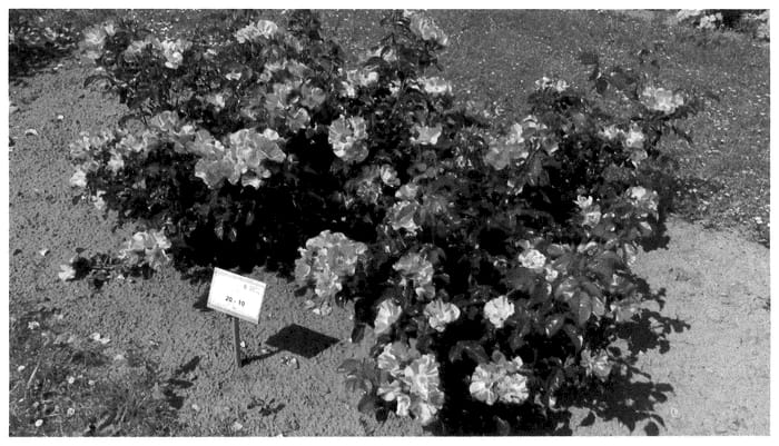 Figure 1 of US plant patent PP35550, the photograph of KORnekcraz printed in the patent.