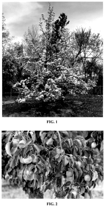 Figure 1 of US plant patent PP35551, the photograph of MN121 printed in the patent.
