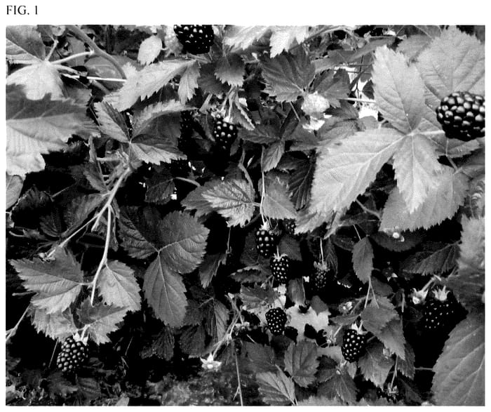 Figure 1 of US plant patent PP35552, the photograph of APF-409T printed in the patent.